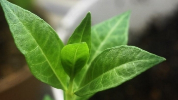 Cây lá móng tay - vị thuốc chữa bệnh hiệu quả