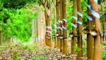 Cao su Tây Ninh đặt mục tiêu lợi nhuận năm 2022 bằng 59% so với năm 2021