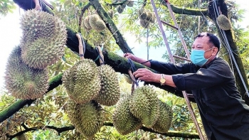 Đắk Lắk: Sầu riêng tươi Krông Pắc được cấp chứng nhận nhãn hiệu tập thể