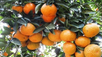 Đồng Văn: Tăng cường đưa sản phẩm nông sản địa phương lên sàn TMĐT