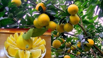 Nghệ An phấn đấu đưa toàn bộ sản phẩm OCOP từ 3 sao lên sàn thương mại điện tử