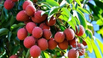 Yêu cầu đối với vải thiều xuất khẩu niên vụ 2022