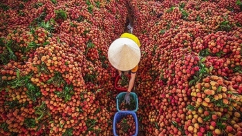 Chung tay kết nối tiêu thụ vải thiều và các nông sản chủ lực