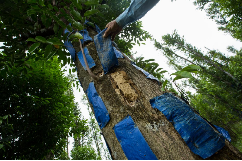 Men vi sinh được cấy trực tiếp vào các hộc được đục trên thân cây Dó bầu