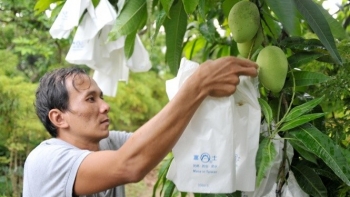 Khai mạc “Tuần lễ xoài và trái cây chủ lực Đồng Tháp”