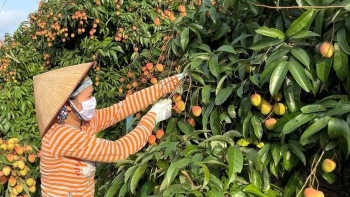 Hải Dương: Khai hội và mở vườn vải thiều xuất khẩu năm 2022