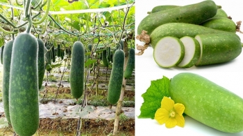 Những công dụng tuyệt vời từ quả bí đao