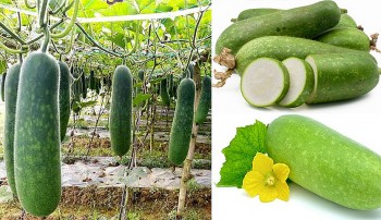 Những công dụng tuyệt vời từ quả bí đao