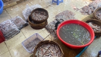 Lâm Đồng: Thu giữ gần 180kg mực hấp không rõ nguồn gốc xuất xứ