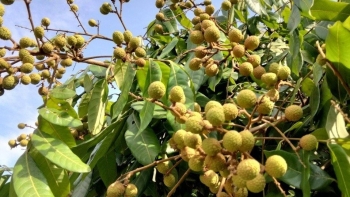 Hưng Yên: Tích cực chăm sóc nhãn thời kỳ ra quả