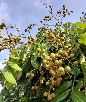 Hưng Yên: Tích cực chăm sóc nhãn thời kỳ ra quả