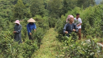 Chè Đoỏng Pán - Từ “chè hoang” tạo nên thương hiệu