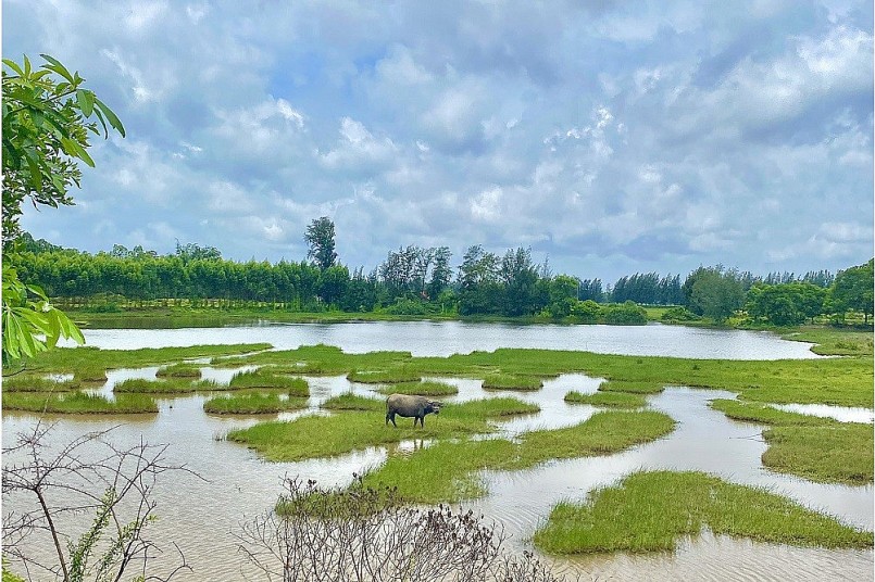 Trà Cổ còn mang vẻ đẹp thân thuộc của một làng quê