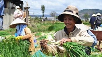 Nghệ An: Nông dân phấn khởi khi hành lá được mùa, được giá