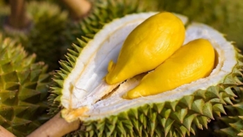 Lễ hội sầu riêng năm 2022 với nhiều hoạt động đặc sắc