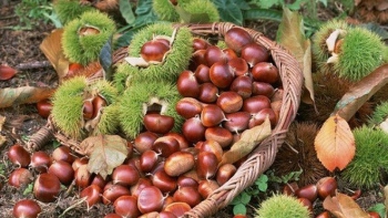 Huyện Thạch An (Cao Bằng): Phấn đấu đưa toàn bộ sản phẩm nông sản lên sàn thương mại điện tử