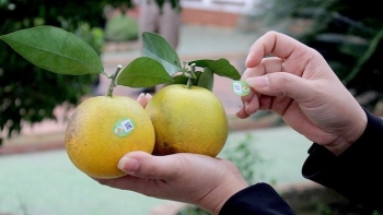 Nghệ An: 63 sản phẩm OCOP từ 3 sao được đưa lên các sàn thương mại điện tử