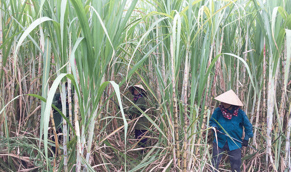 Người dân phấn khởi vì thu hoạch mía được lãi cao.