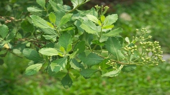 Bài thuốc hay từ cây cúc tần