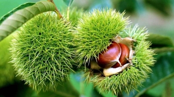 Cao Bằng: “Thủ phủ” hạt dẻ Trùng Khánh vào mùa thu hoạch