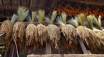 Mùa thu hoạch lúa nếp Ong - đặc sản miền biên viễn Trùng Khánh