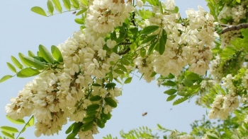 Thực phẩm thiên nhiên tốt cho sức khỏe: Hoa hòe - vị thuốc quý cho tim mạch