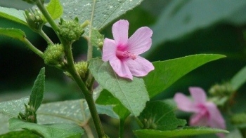 Cây ké hoa đào - Dược liệu quý trong đông y