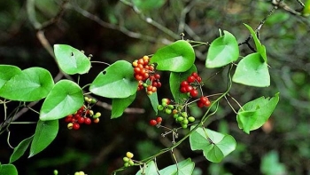 Đông y: Bài thuốc quý từ cây lõi tiền