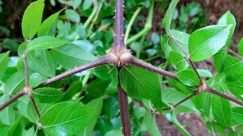 Đông y: Đơn châu chấu - thảo dược quý trong dân gian