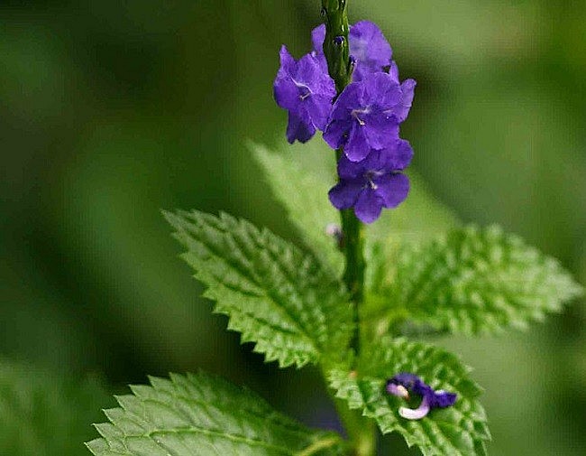 Cây có vị hơi đắng, tính hàn, có tác dụng thanh nhiệt, giải độc, lợi tiểu,...