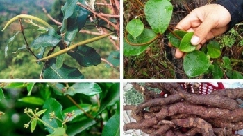 Thuốc Đông y: Hà thủ ô trắng - dược liệu quý giúp bổ can thận, dưỡng huyết