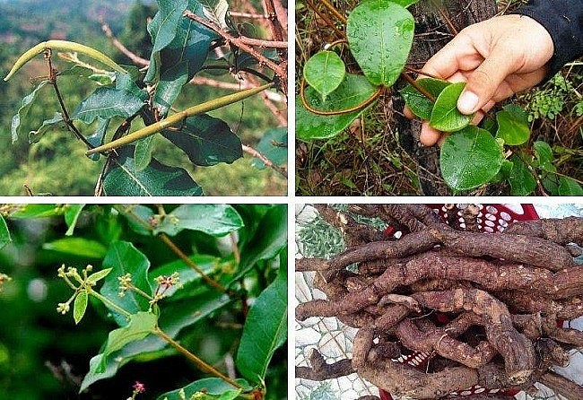 Cây hà thủ ô trắng