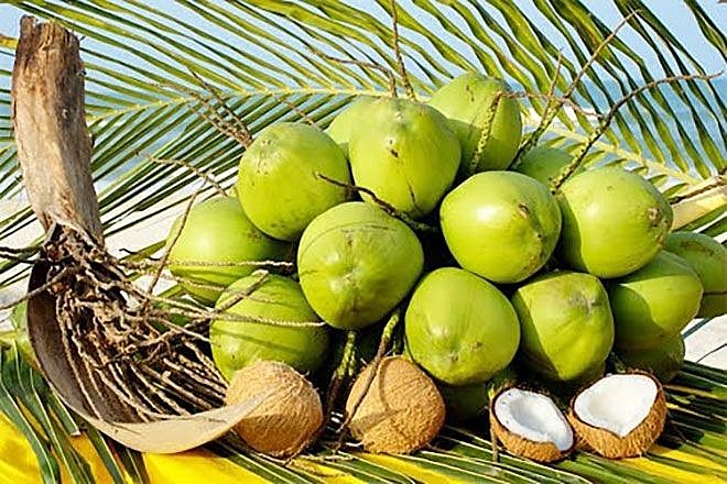 Tỉnh Bến Tre có nhiều loại nông sản mang lại hiệu quả kinh tế cao