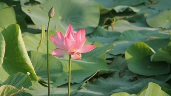 Gần 98 tỷ đồng được đầu tư cho dự án phát triển sản phẩm OCOP từ sen