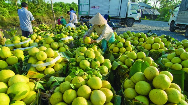 Vĩnh Long đẩy mạnh việc đưa nông sản địa phương lên sàn thương mại điện tử
