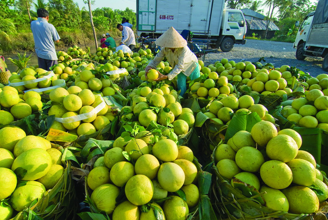 Vĩnh Long đẩy mạnh việc đưa nông sản địa phương lên sàn thương mại điện tử