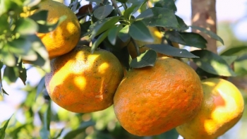 Sắp diễn ra Hội nghị quảng bá thương hiệu, xúc tiến tiêu thụ cam tại Hà Tĩnh