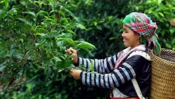 Chè Shan tuyết Phình Hồ - Tiềm năng phát triển thương hiệu chè sạch Việt