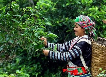 Chè Shan tuyết Phình Hồ - Tiềm năng phát triển thương hiệu chè sạch Việt