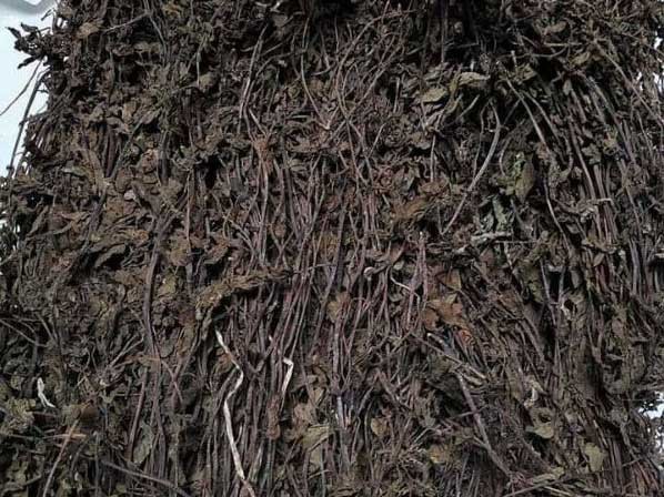 Cây thạch đen khi thu hoạch Cây thạch đen khi thu hoạch