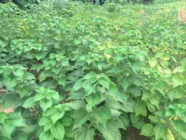 Cây gai xanh mang lại giá trị kinh tế cao Cây gai xanh mang lại giá trị kinh tế cao