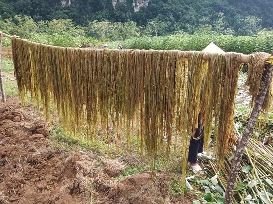 Cây gai xanh sau khi được tách vỏ Cây gai xanh sau khi được tách vỏ