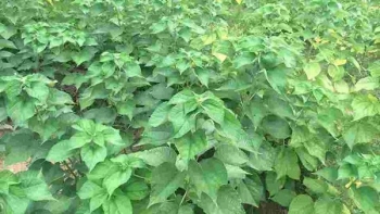 Thanh Hóa phát triển kinh tế từ cây gai xanh