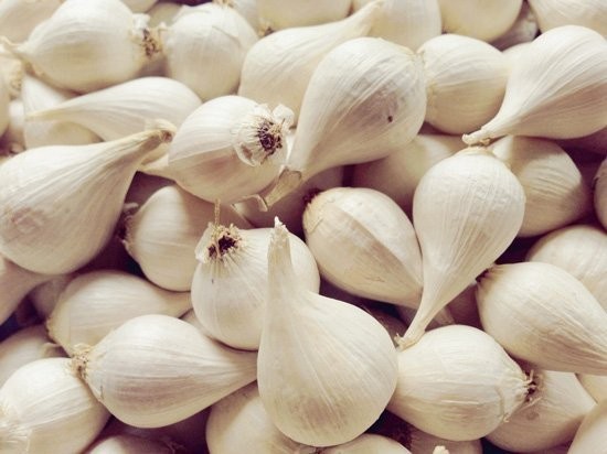 Tỏi cô đơn sau khi thu hoạch