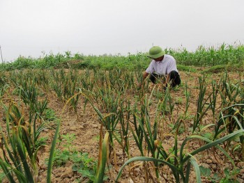 Tỏi cô đơn Phù Yên: Đặc sản “trứ danh” vùng đất Sơn La