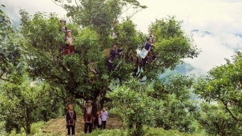 Phát triển cây chè cổ Sà Dề Phìn gắn với du lịch cộng đồng