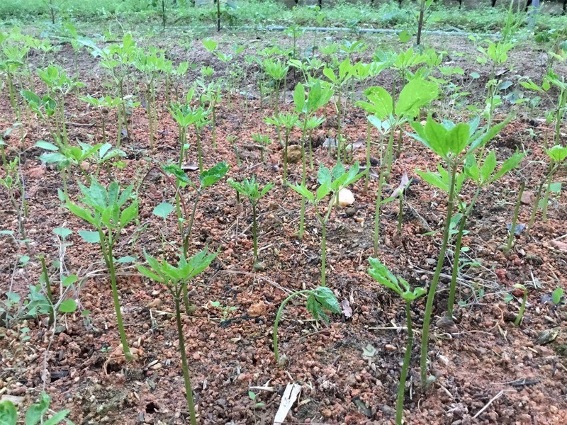 Trồng cây tam thất mang lại giá trị kinh tế cao Trồng cây tam thất mang lại giá trị kinh tế cao