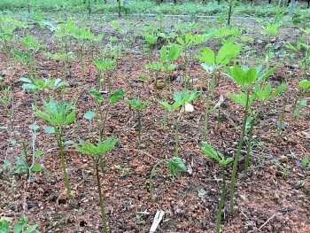 Huyện Simacai (Lào Cai): Đánh thức tiềm năng nông nghiệp dựa vào trồng tam thất