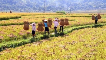 Than Uyên (Lai Châu): Nâng tầm thương hiệu gạo Séng cù