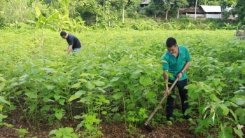 Sơn La: Phát triển trồng cây gai xanh thành cây nông nghiệp bền vững